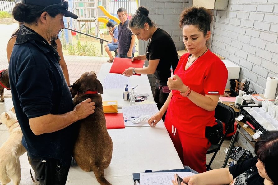 Delegación Presidencial Provincial de Chacabuco refuerza la tenencia responsable con operativos veterinarios realizados durante diciembre en Lampa